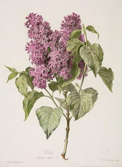 Lilacs botanical illustration