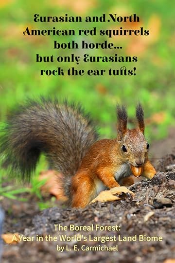 Squirrels are familiar denizens of both North American and Eurasian boreal forests, building hordes on both continents.