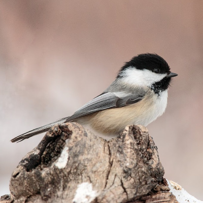 Boreal chickadees horde thousands of seeds for winter.