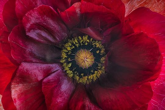 Red Poppy © Harold Davis