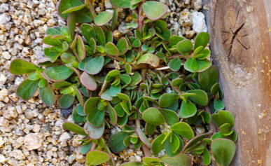 purslane