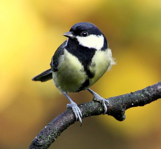 reference photo of a great tit