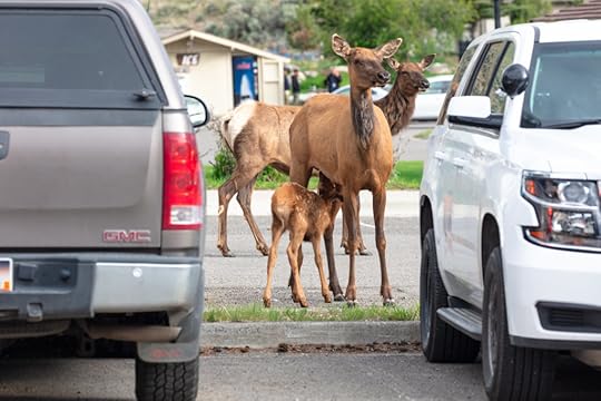 Cow elk with calf