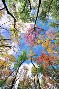 Looking up, Trees & Sky