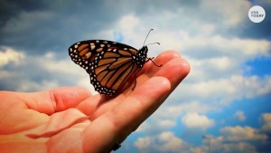 Butterfly 5:20:20