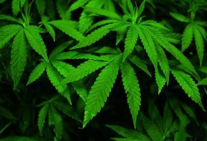 Cannabis 
