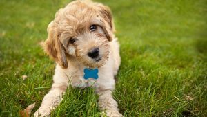 goldendoodle puppy