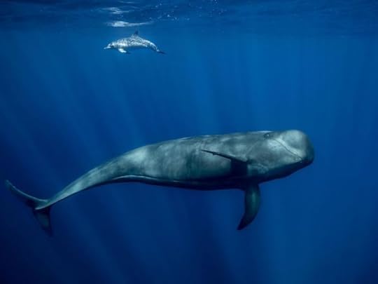 Pilot whale with Atlantic spotted dolphin