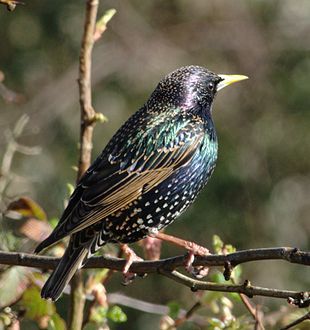 Starling
