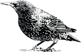 A starling