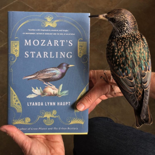 The book and the starling