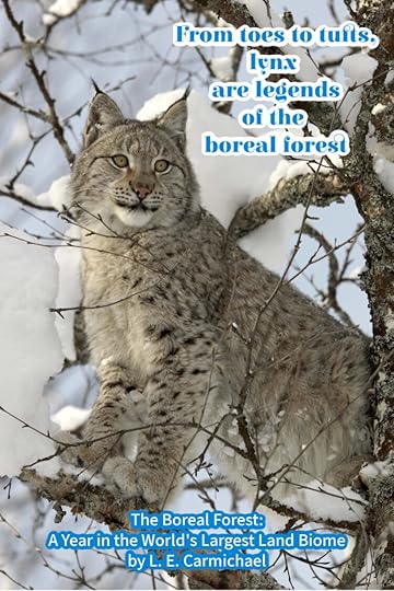The Canada lynx is one of the few cat species to call the boreal forest home.