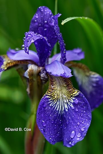 Japanese Iris IV, by David B. Coe