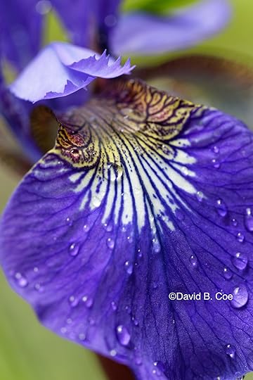 Japanese Iris III, by David B. Co