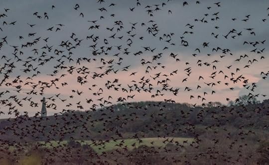Starling Murmuration by Sophie Hale