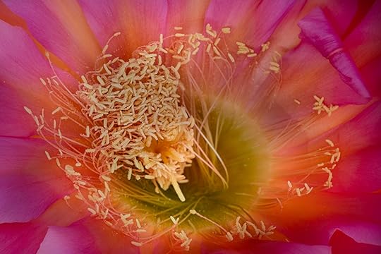 Spiral Cactus Flower © Harold Davis