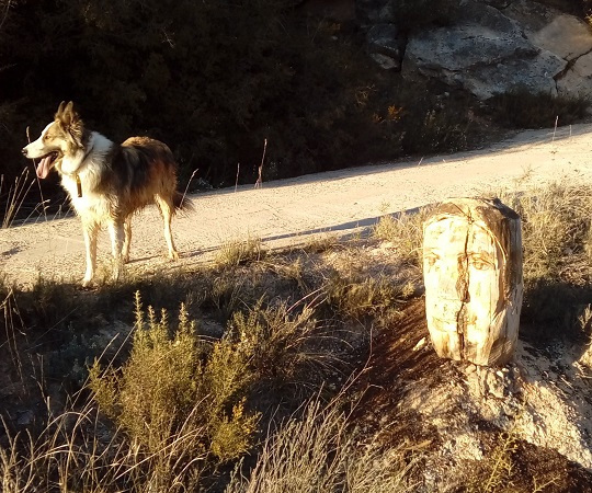 La imagen tiene un atributo ALT vacío; su nombre de archivo es 20190316_181346-1.jpg