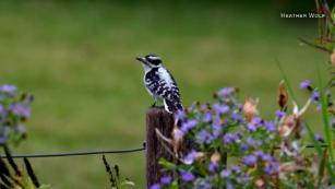 This Earth Day, while you&#39;re quarantined, let a new hobby take flight 