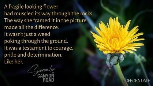 Image 1 A fragile Looking Flower - Surrender at Canyon Road