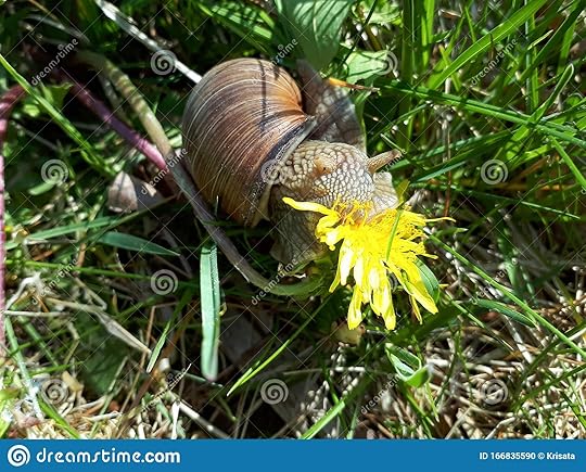 snail eating dandelions