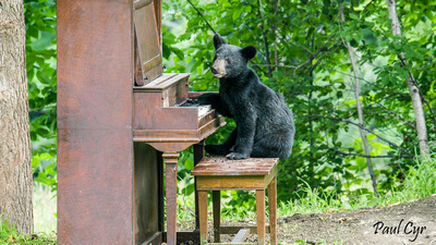Paul Cyr Photography: Bears &emdash; Bears (49)