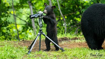 Paul Cyr Photography: Bears &emdash; Bears (51)