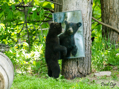 Paul Cyr Photography: Bears &emdash; Bears (58)