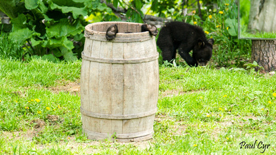 Paul Cyr Photography: Bears &emdash; Bears (56)
