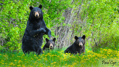 Paul Cyr Photography: Bears &emdash; Bears (28)