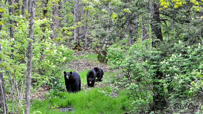 Paul Cyr Photography: Bears &emdash; Bears (27)