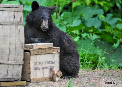 Paul Cyr Photography: Bears &emdash; Bears (12)