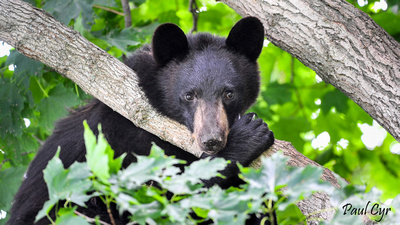 Paul Cyr Photography: Bears &emdash; Bears (6)