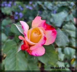 Rose by Lisa Niver #LGV60ThinQ #COVID19