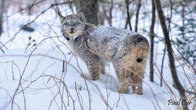 Paul Cyr Photography: Misc Wildlife &emdash; MiscWildlife (34)