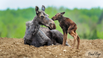 Paul Cyr Photography: Moose &emdash; Moose (282)