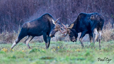 Paul Cyr Photography: Moose &emdash; Moose (32)