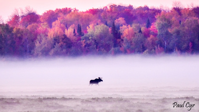 Paul Cyr Photography: Moose &emdash; Moose (38)
