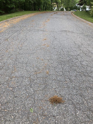 bundle of fallen oak flowers