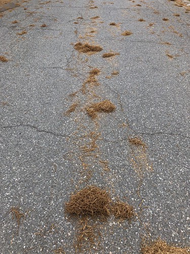 tumbleweed clusters of oak flowers