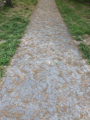 oak-flower path