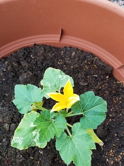 Zucchini plant, perhaps eight inches tall, with yellow-orange flower