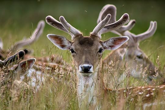 Young Fallow Deer by Joshua Smythe