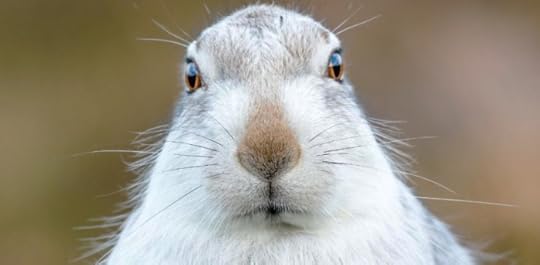 White hare photograph bgy David Gibbon
