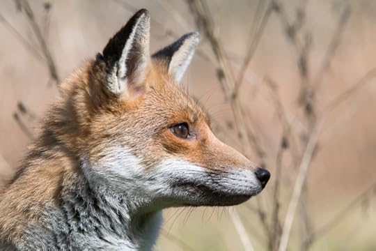 Fox photography by Richard Bowler