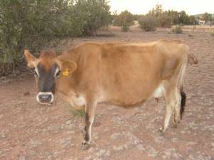 meatless monday pic of cow