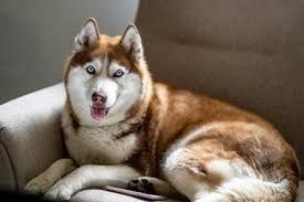 siberian husky - Google Search
