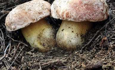 two perfect porcini mushrooms