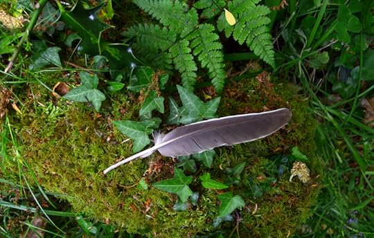 Moss fern and feather