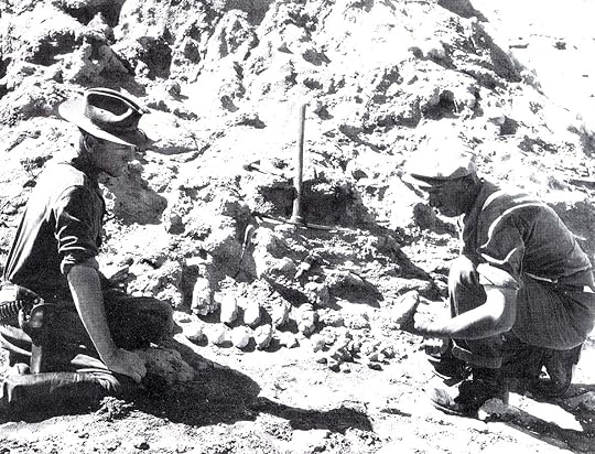 Үлэг гүрвэлийн өндөр ухаж гаргаж ирж байна