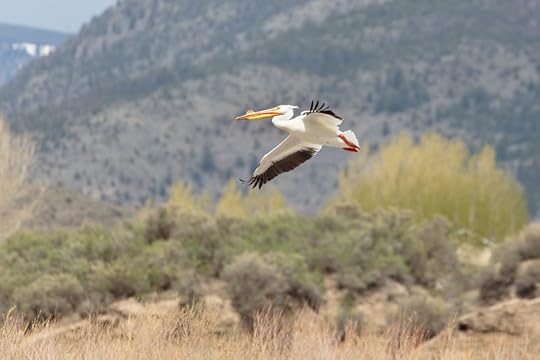 flying pelican over Yellowstone River